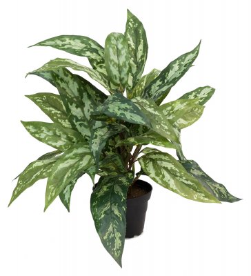 Aglonema 45cm