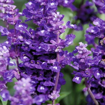 Daggsalvia Violet Candle, stickling 2-pack