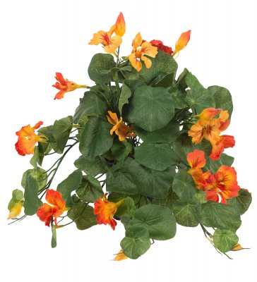 Krasse Orange 25cm