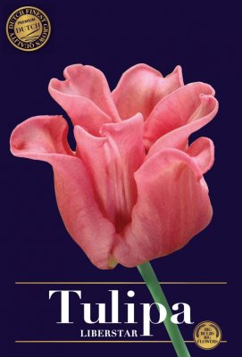 Tulpan Triumf Tulipa Liberstar