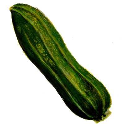 Sommarsquash Costata Romanesco