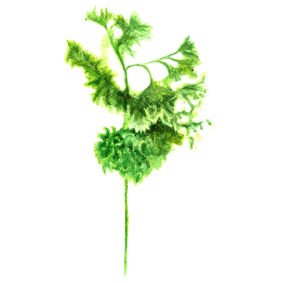 Persilja, Krus-, Grüne Perle