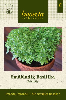 Basilika, Småbladig, 'Aristotle'