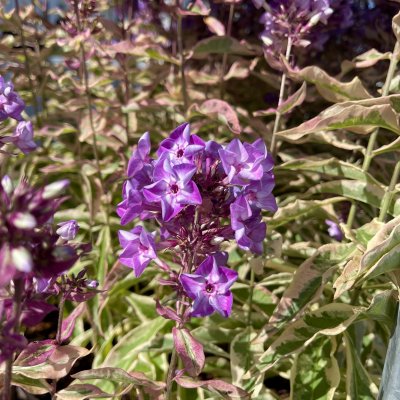 Phlox paniculata Olympus ®, Höstflox, C2