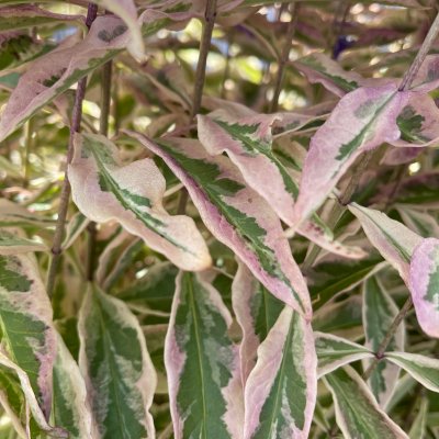 Phlox paniculata Olympus ®, Höstflox, C2