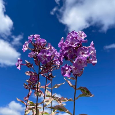 Phlox paniculata Olympus ®, Höstflox, C2