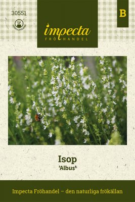 Isop 'Albus'