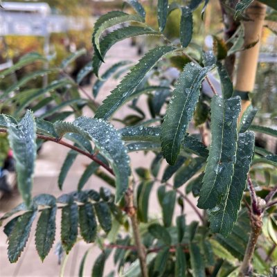 Sorbus aucuparia Fingerprint ®, Pelarrönn, utr 150-175 C7,5