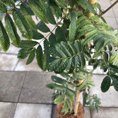 Sorbus aucuparia Fingerprint ®, Pelarrönn, utr 150-175 C7,5