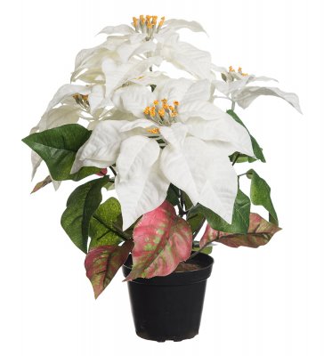 Julstjärna Vit 38cm