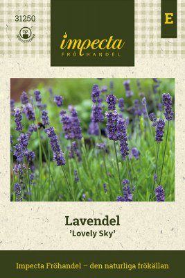 Lavendel Lovely Sky