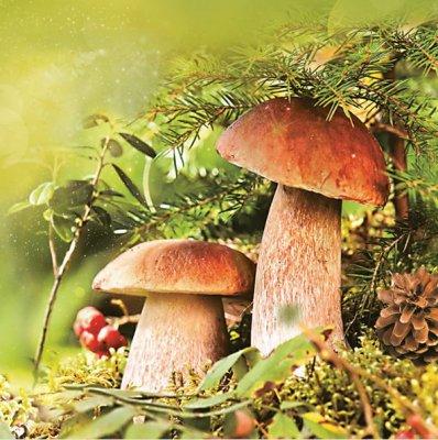 Servetter 3-lags 33x33cm 20-pack Couple of Boletus
