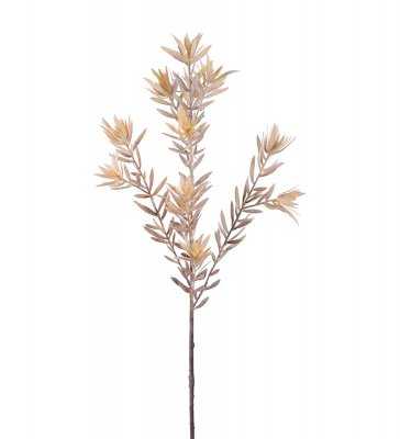 Safari Brun 70cm