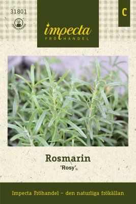 Rosmarin, 'Rosy'
