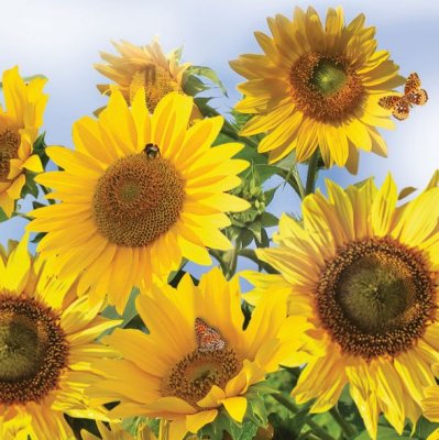 Servetter 3-lags 33x33cm 20-pack Sunflowers