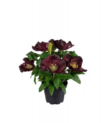 Julros Burgundy 20cm