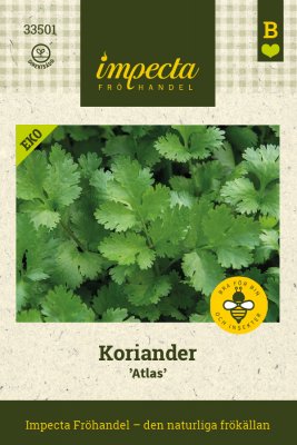 Koriander, Atlas, Ekologisk