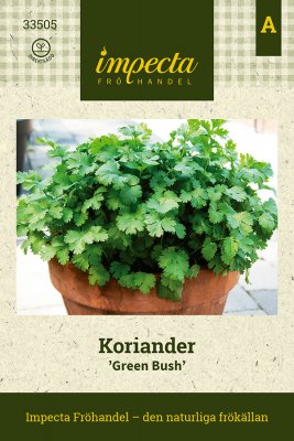 Koriander, Green Bush