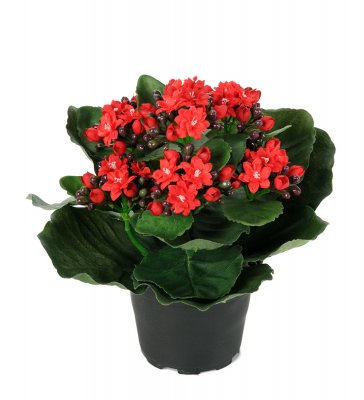 Kalanchoe Röd 20cm