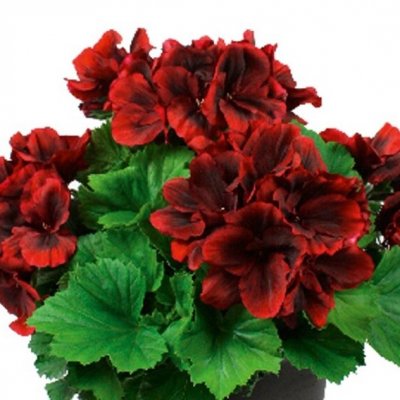 Änglapelargon Novita ® Classic Red, kruka