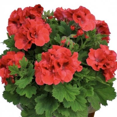 Änglapelargon Novita ® Classic Coral, stickling 3-pack