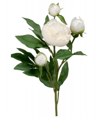 Pion Vit 65cm