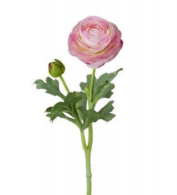 Ranunkel Rosa 50cm