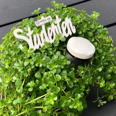 Grattis Till Studenten stick vit 8cm