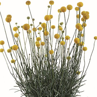 Craspedia globosa Golf™ Beauty