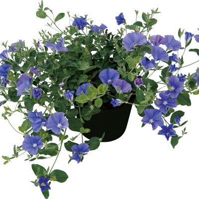 Ampelvinda Blue Cascade, stickling 2-pack