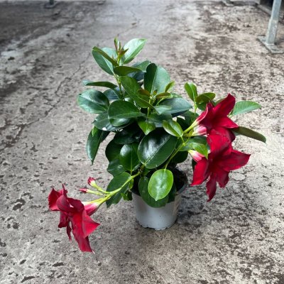 Mandevilla sanderi