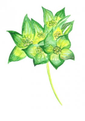 Harört