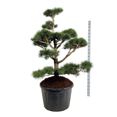 Pinus contorta