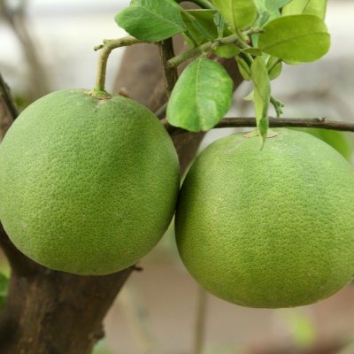Citrus maxima, Pomelo