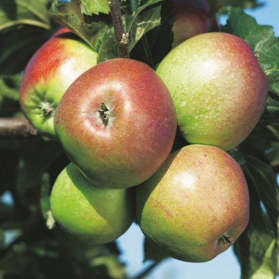 Malus domestica Pumila