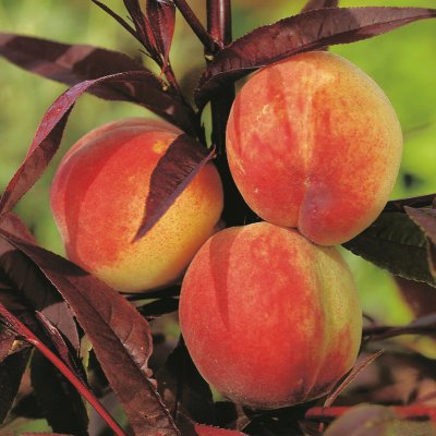 Prunus persica Crimson ® Bonfire