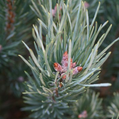 Pinus sylvestris Watereri (Nana)