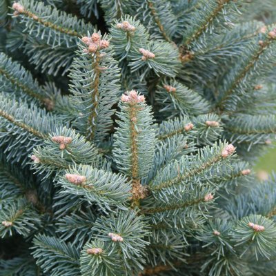 Abies lasiocarpa Compacta