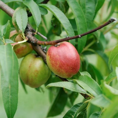 Prunus persica var. nucipersica Flavortop