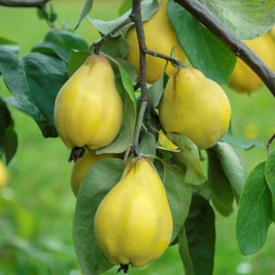 Cydonia oblonga Portugiesische Birnenquitte