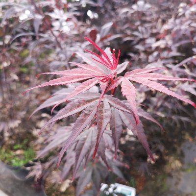 Acer palmatum Pung Kil