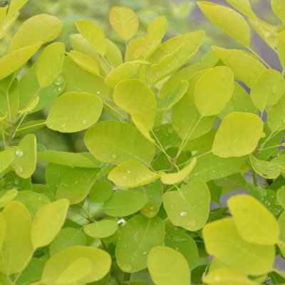 Cotinus coggygria Golden Lady ®