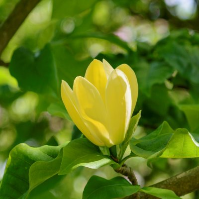Magnolia x brooklynensis Yellow Bird