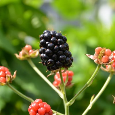 Rubus fruticosus BrazelBerry ® Baby Cakes ®