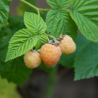 Rubus idaeus Primeberry ® Autumn Sun ®