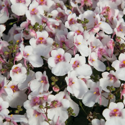 Diascia barberae Breezee ® Plus White