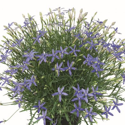 Stjärnlobelia Beth´s Blue ®, stickling 2-pack