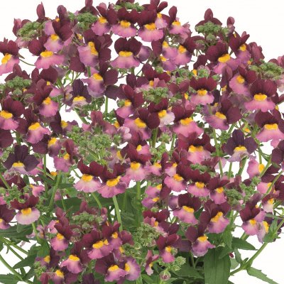 Nemesia Fairy Kisses ™ Boysenberry, stickling 2-pack