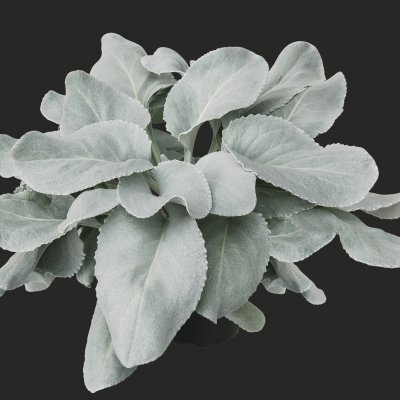Senecio candidans Angel Wings