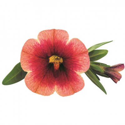 Småpetunia, Stickling, Million Bells Superbells ™ Unique Cranberry Punch 3-pack